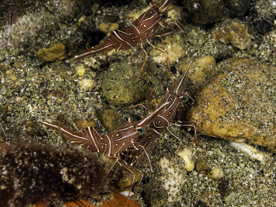 Rhynchocinetes durbanensis 